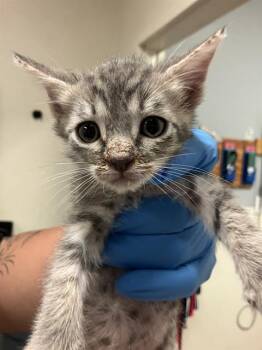 CICI -  Domestic Short Hair Cat for Adoption in Long Beach, California - CICI | PetCurious