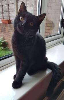 Rescue Domestic Short Hair Cats for Adoption in Cincinnati, Ohio - Bennie (& The Jets) | PetCurious