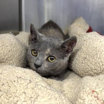 Domestic Short Hair Cats Available for Adoption in Evansville, Indiana - Crunchwrap | PetCurious