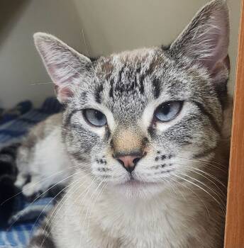 Rescue Domestic Short Hair Cats for Adoption in Little Rock, Arkansas - Krillion | PetCurious