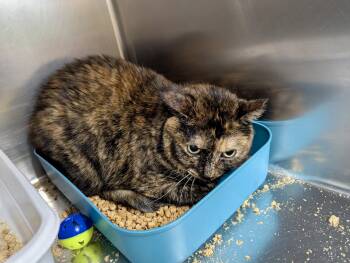 Chai -  Domestic Short Hair Cat for Adoption in Petersburg, Virginia - Chai | PetCurious