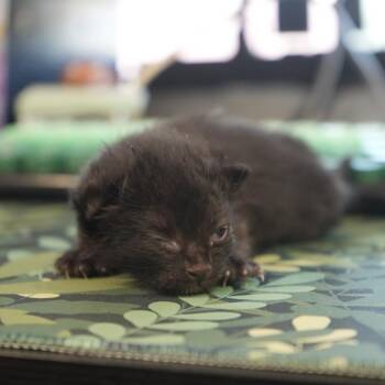 Spacely -  Domestic Short Hair Cat for Adoption in Coachella, California - Spacely | PetCurious