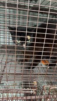 A657205 -  Domestic Short Hair Cat for Adoption in Houston, Texas - A657205 | PetCurious