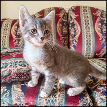 Rescue Domestic Short Hair and Tabby Cats for Adoption in Roswell, Georgia - Whistle | PetCurious