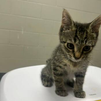 Domestic Short Hair Cats Available for Adoption - BoB | PetCurious