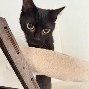Domestic Short Hair Cats Available for Adoption in Potsdam, New York - Leia | PetCurious