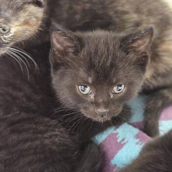 Domestic Short Hair Cats Available for Adoption in Evansville, Indiana - Oliver | PetCurious