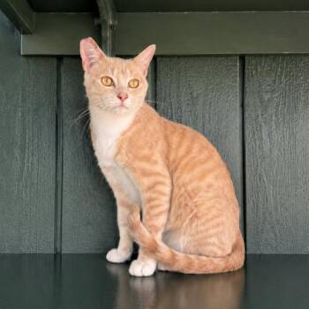 Milo -  Domestic Short Hair Cat for Adoption in Lathrop, California - Milo | PetCurious