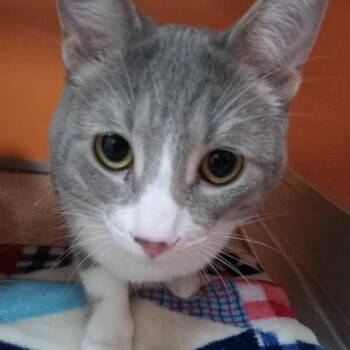 Domestic Short Hair Cats Available for Adoption - Luke | PetCurious