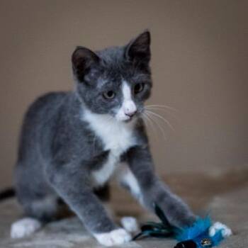 Sterling -  Domestic Short Hair Cat for Adoption in Las Cruces, New Mexico - Sterling | PetCurious