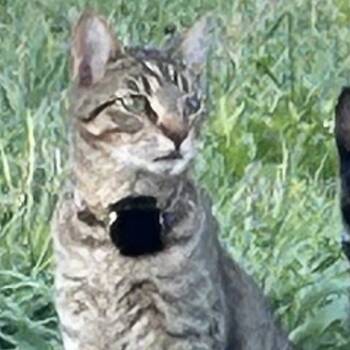 Rescue American Shorthair Cats for Adoption in Rochester, Minnesota - Sparky Is LOST | PetCurious