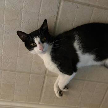 Tommy -  Domestic Short Hair Cat for Adoption in League City, Texas - Tommy | PetCurious