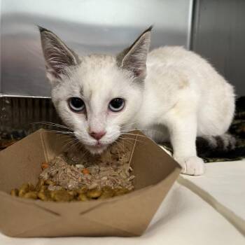 Coconut Water -  Domestic Short Hair Cat for Adoption in Greensboro, North Carolina - Coconut Water | PetCurious