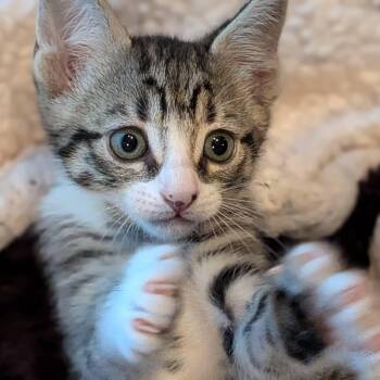 Pikachu -  Domestic Short Hair Cat for Adoption in Irvine, California - Pikachu | PetCurious