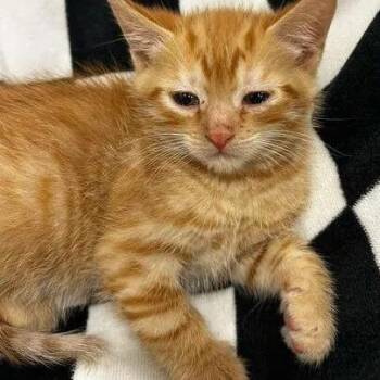 Brice -  Domestic Short Hair Cat for Adoption - Brice | PetCurious
