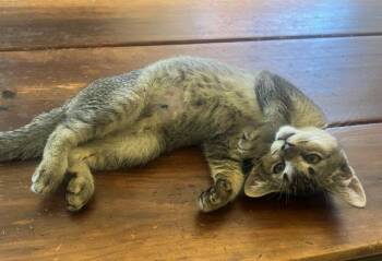 Frumpkin (bonded w/ Meow Max) -  Domestic Short Hair Cat for Adoption in San Jose, California - Frumpkin (bonded W/ Meow Max) | PetCurious