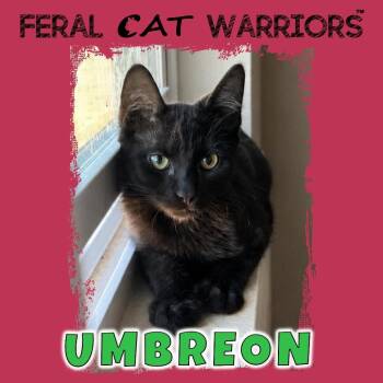Umbreon -  Domestic Short Hair Cat for Adoption in Kingman, Arizona - Umbreon | PetCurious