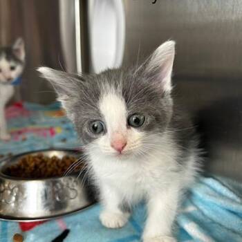 Domestic Short Hair Cats Available for Adoption in Knoxville, Tennessee - Soy Sauce | PetCurious