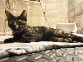 Rescue Domestic Short Hair and Tortoiseshell Cats for Adoption in Fitchburg, Massachusetts - Star | PetCurious