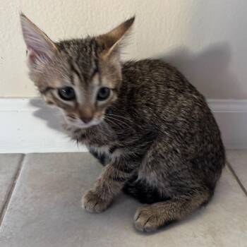Jodi (Green) -  Domestic Short Hair Cat Available for Adoption in Sunnyvale, California - Jodi (Green) | PetCurious