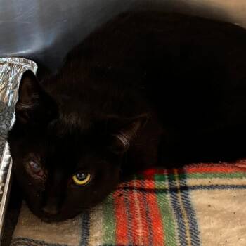 Harris -  Domestic Short Hair Cat for Adoption in Matteson, Illinois - Harris | PetCurious