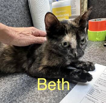 Beth -  Domestic Short Hair Cat for Adoption in Dyersburg, Tennessee - Beth | PetCurious