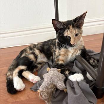 Phantom - Chino Hills Location -  Domestic Short Hair Cat for Adoption in Chino Hills, California - Phantom - Chino Hills Location | PetCurious