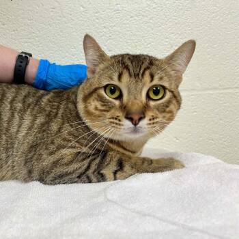 Domestic Short Hair Cats Available for Adoption in Lyndhurst, Virginia - SVAS-Stray-38603 | PetCurious