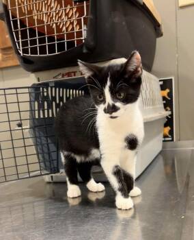 Marco -  American Bobtail Cat for Adoption in Glocester, Rhode Island - Marco | PetCurious