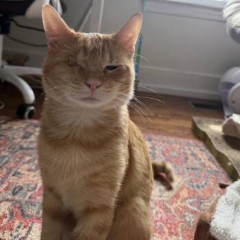 Cyrus the Cyclops -  Domestic Short Hair Cat for Adoption in Philadelphia, Pennsylvania - Cyrus The Cyclops | PetCurious