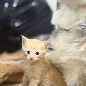 Domestic Short Hair Cats Available for Adoption in Missouri City, Texas - Hammy | PetCurious