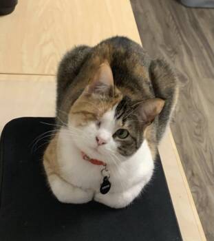 Mimi -  Tabby and Tortoiseshell Cat for Adoption in Huntington Beach, California - Mimi | PetCurious
