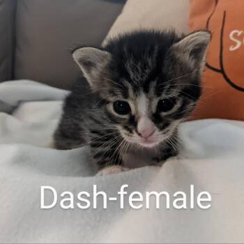 Domestic Short Hair Cats Available for Adoption in East St. Louis, Illinois - Dash-C | PetCurious