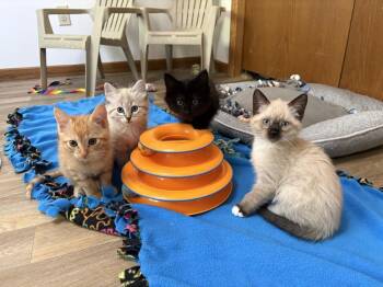 Fusilli -  Domestic Short Hair Cat for Adoption in Saint Paul, Minnesota - Fusilli | PetCurious