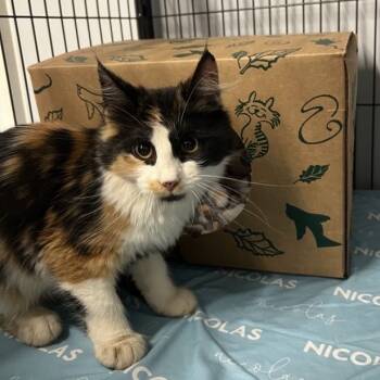 Rescue Domestic Medium Hair Cats for Adoption in St. Louis, Missouri - Pop Mart | PetCurious