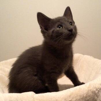 Domestic Short Hair Cats Available for Adoption in Knoxville, Tennessee - Kaycee | PetCurious