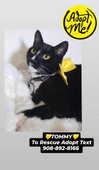 TOMMY BOY -  Domestic Short Hair Cat Available for Adoption in Bridgewater, New Jersey - TOMMY BOY | PetCurious