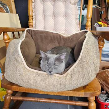 Domestic Long Hair Cats Available for Adoption in Huntsville, Alabama - Tommy Pickles | PetCurious