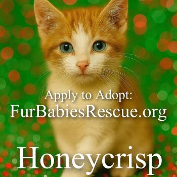 Rescue Domestic Short Hair Cats for Adoption in Hickory, North Carolina - Honeycrisp | PetCurious