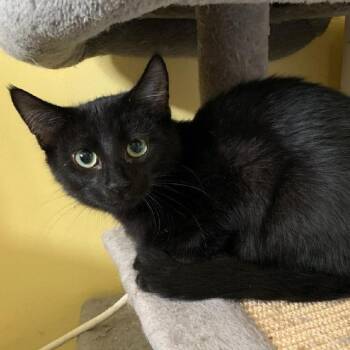 Martin -  Domestic Short Hair Cat for Adoption in Greensburg, Pennsylvania - Martin | PetCurious