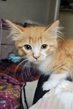 Edgar -  Tabby and Domestic Medium Hair Cat Available for Adoption in Lombard, Illinois - Edgar | PetCurious