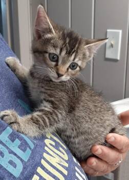 LuvBug -  Domestic Medium Hair Cat for Adoption in Georgetown, Ohio - LuvBug | PetCurious