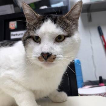 Andre -  Domestic Short Hair Cat for Adoption in Salt Lake City, Utah - Andre | PetCurious