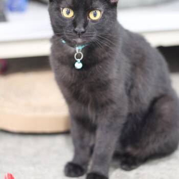 Domestic Short Hair Cats Available for Adoption in Ottumwa, Iowa - Juno | PetCurious