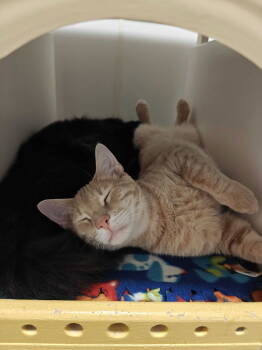 Rescue Domestic Short Hair Cats for Adoption in Oakland, California - Danish | PetCurious