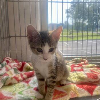 Faith -  Domestic Short Hair Cat for Adoption in King George, Virginia - Faith | PetCurious