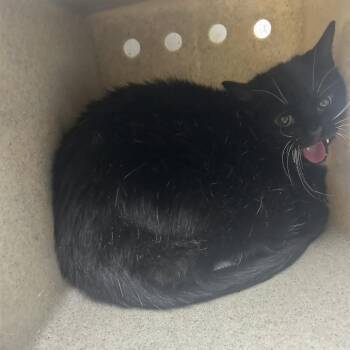 Domestic Short Hair Cats Available for Adoption in Philadelphia, Pennsylvania - Midnight Rose | PetCurious