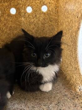 Rescue Tuxedo Cats for Adoption in Fruit Heights, Utah - Knack | PetCurious