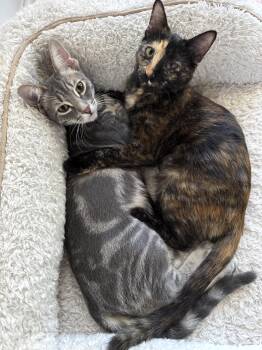 Stevie and Georgie -  Tabby and Tortoiseshell Cat for Adoption in Walnut Creek, California - Stevie And Georgie | PetCurious
