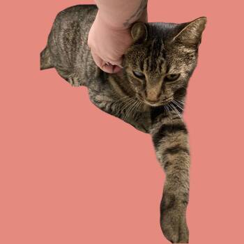 Lily -  Domestic Short Hair Cat for Adoption in Blue Ridge, Georgia - Lily | PetCurious